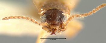 Media type: image;   Entomology 5567 Aspect: head frontal view